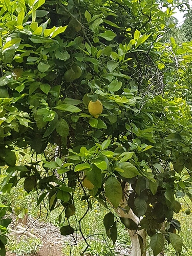 Kristijans lemon tree