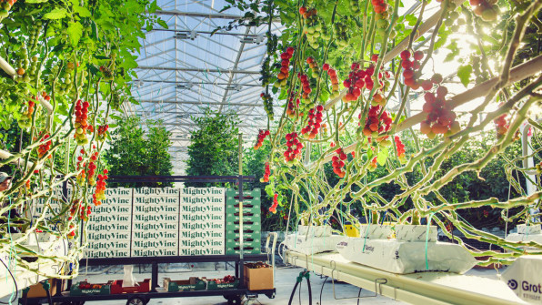 1-a-chicago-area-greenhouse-has-perfected-the-art-of-growing